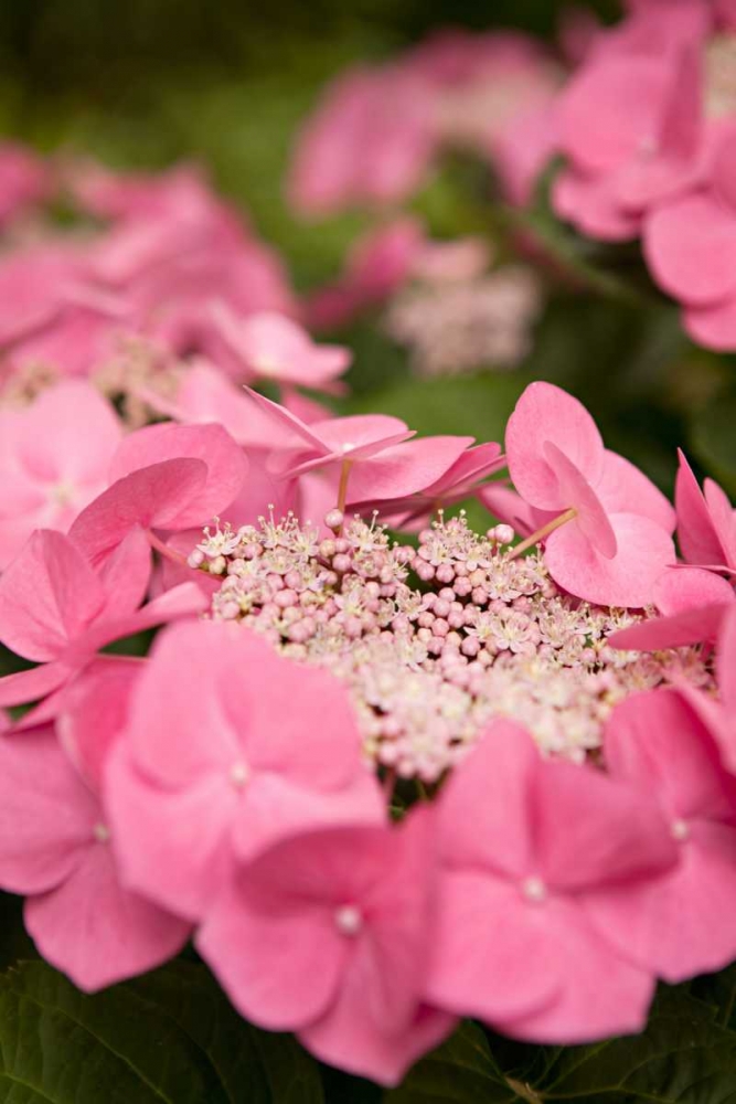 Lace Hydrangea I art print by Karyn Millet for $57.95 CAD