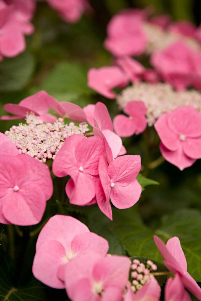 Lace Hydrangea II art print by Karyn Millet for $57.95 CAD