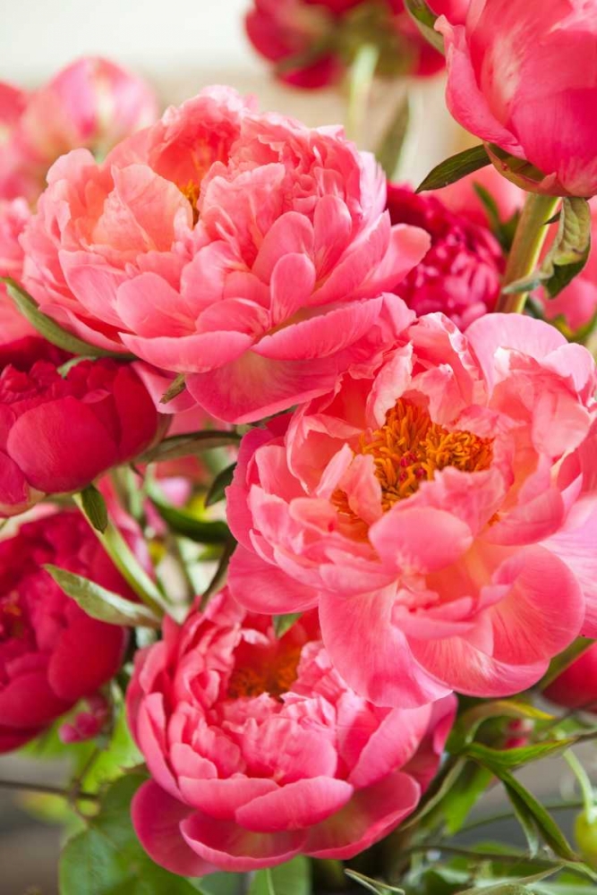 Peonies II art print by Karyn Millet for $57.95 CAD