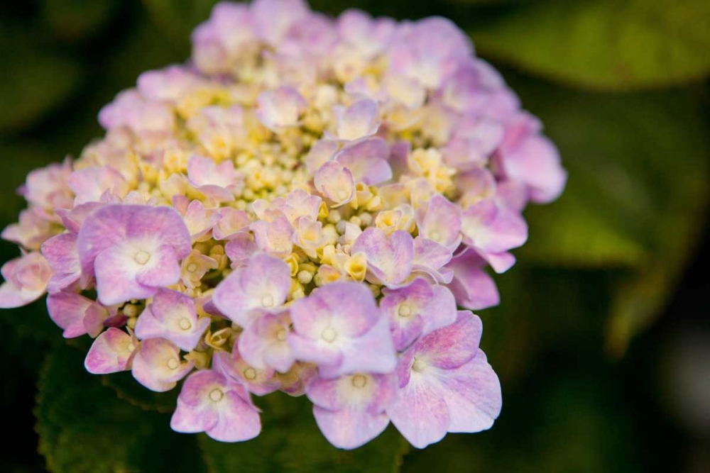 Hydrangeas I art print by Karyn Millet for $57.95 CAD