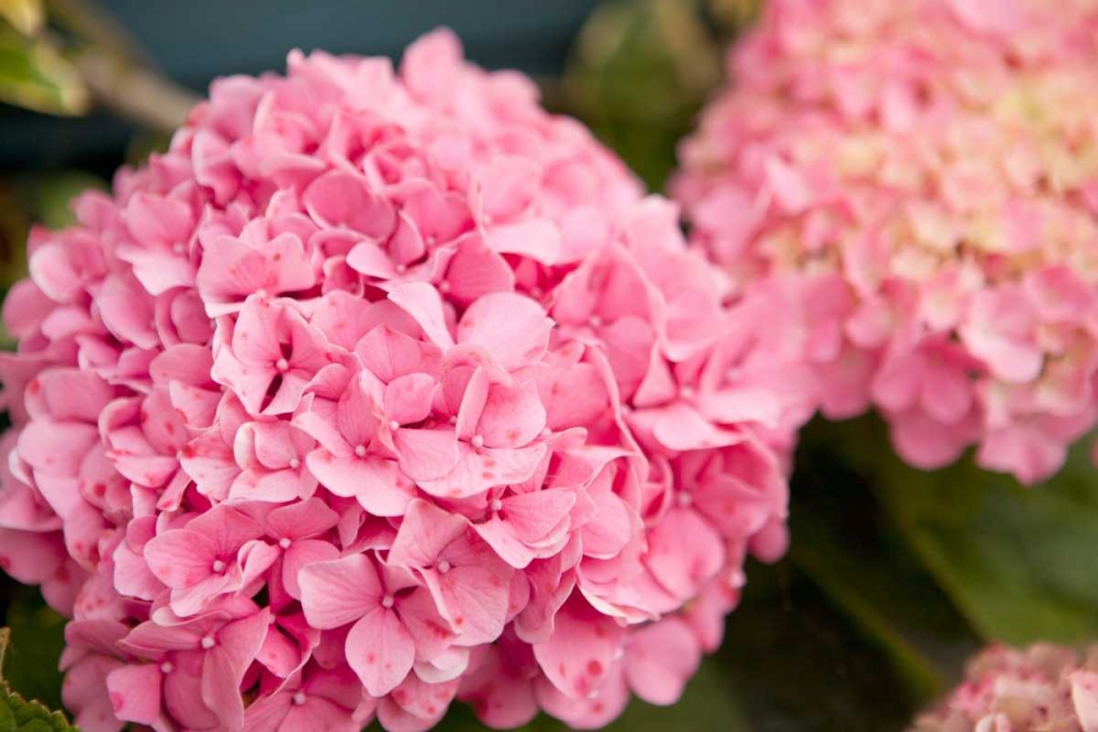 Hydrangeas II art print by Karyn Millet for $57.95 CAD