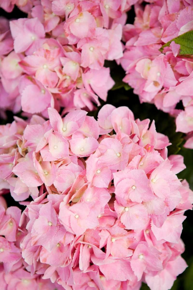 Hydrangeas III art print by Karyn Millet for $57.95 CAD