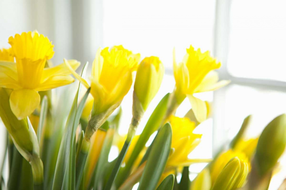 Leaning Daffodils art print by Karyn Millet for $57.95 CAD