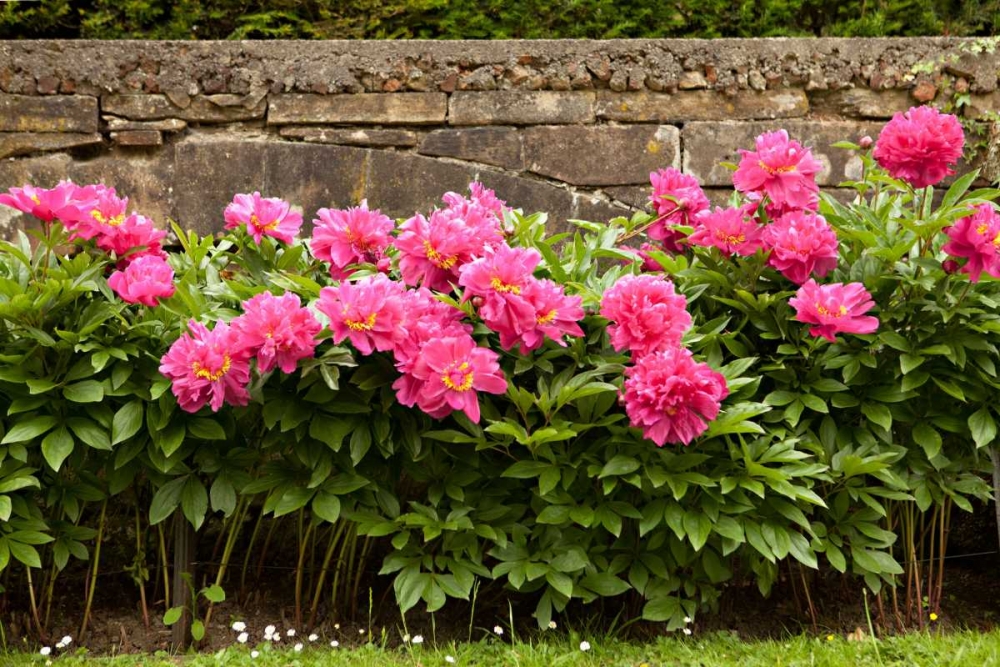 Garden Peonies II art print by Karyn Millet for $57.95 CAD