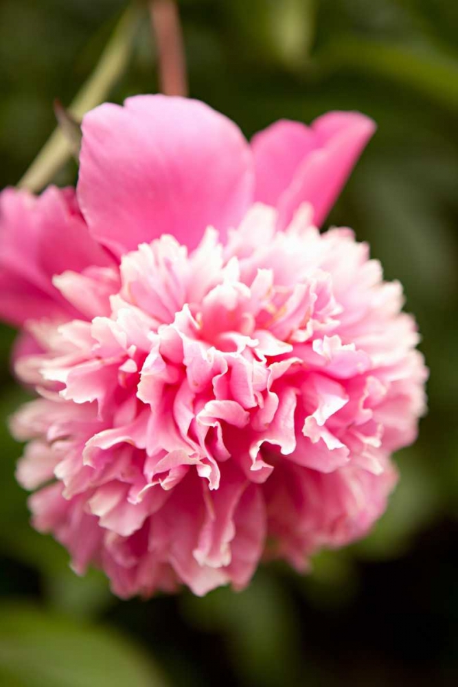 Pink Peony I art print by Karyn Millet for $57.95 CAD
