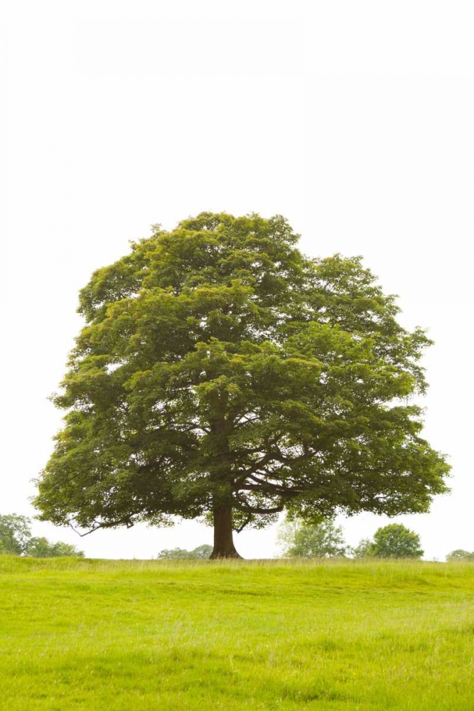 Tree I art print by Karyn Millet for $57.95 CAD