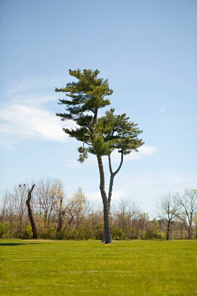 Tree II art print by Karyn Millet for $57.95 CAD