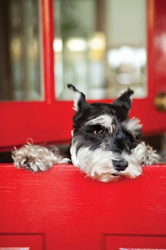 A Dogs Life I art print by Karyn Millet for $57.95 CAD