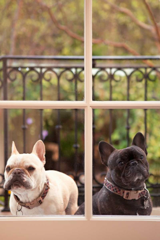 A Dogs Life II art print by Karyn Millet for $57.95 CAD