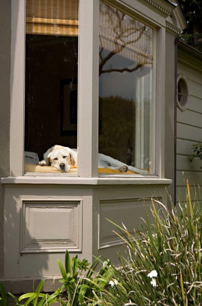 A Dogs Life III art print by Karyn Millet for $57.95 CAD