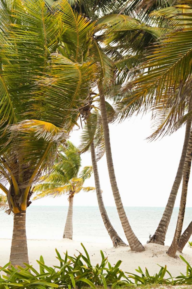 Tropical Oasis II art print by Karyn Millet for $57.95 CAD