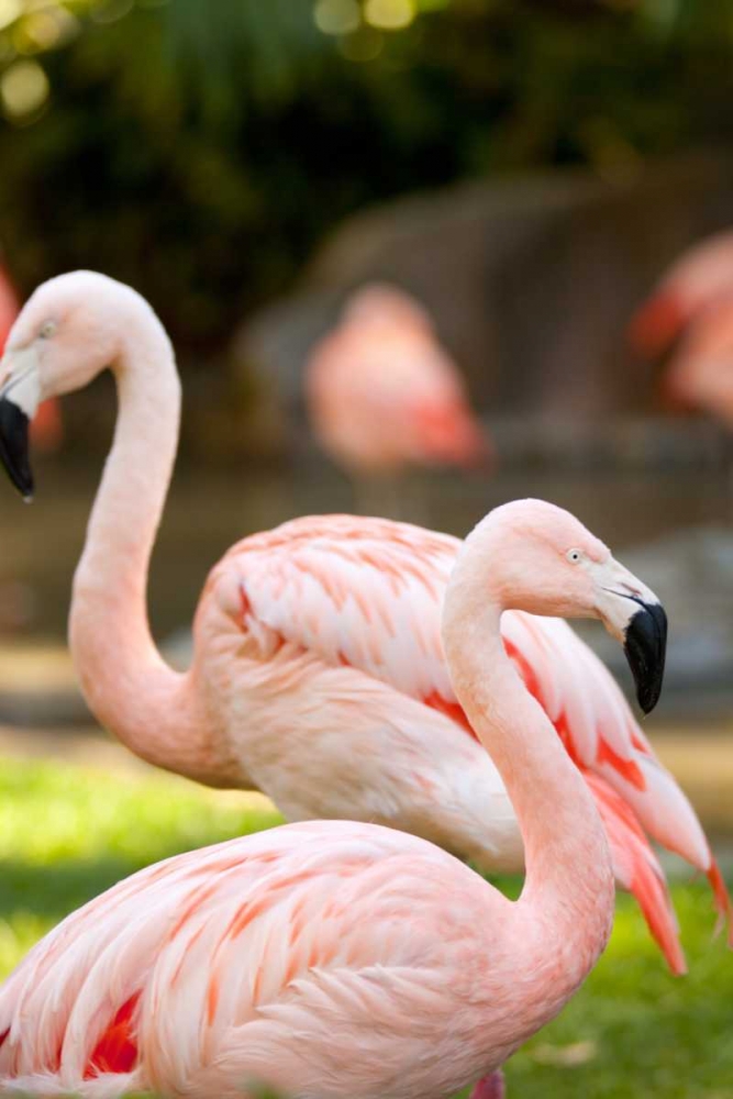 Flamingos II art print by Karyn Millet for $57.95 CAD