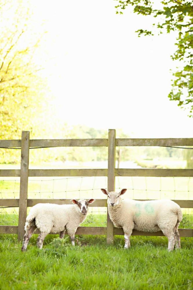 Pasture Sheep I art print by Karyn Millet for $57.95 CAD