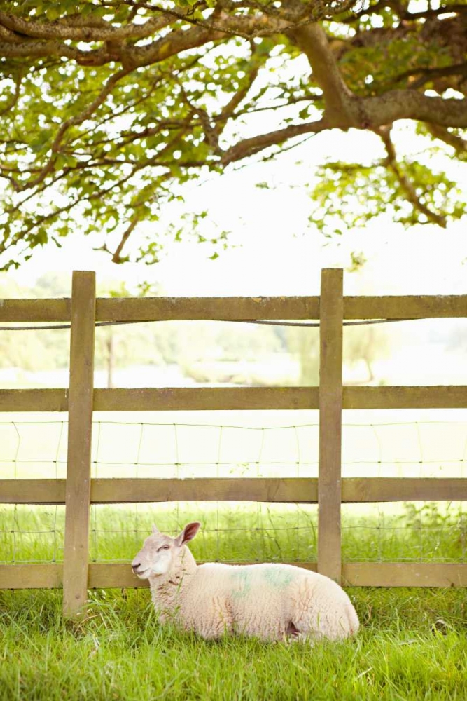 Pasture Sheep II art print by Karyn Millet for $57.95 CAD