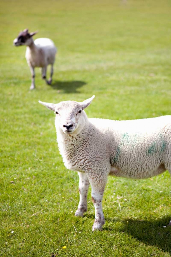 Pasture Sheep IV art print by Karyn Millet for $57.95 CAD