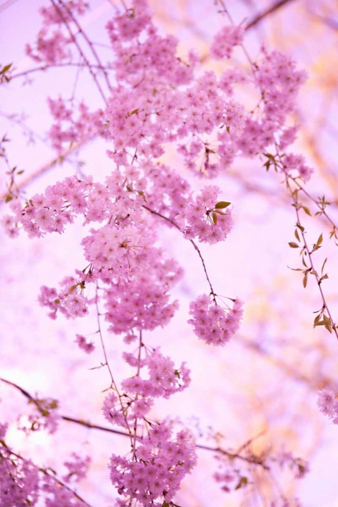 Bright Blooms III art print by Karyn Millet for $57.95 CAD