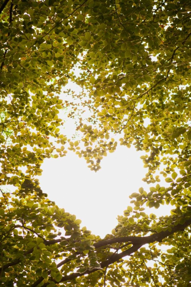 Heart in the Trees II art print by Karyn Millet for $57.95 CAD