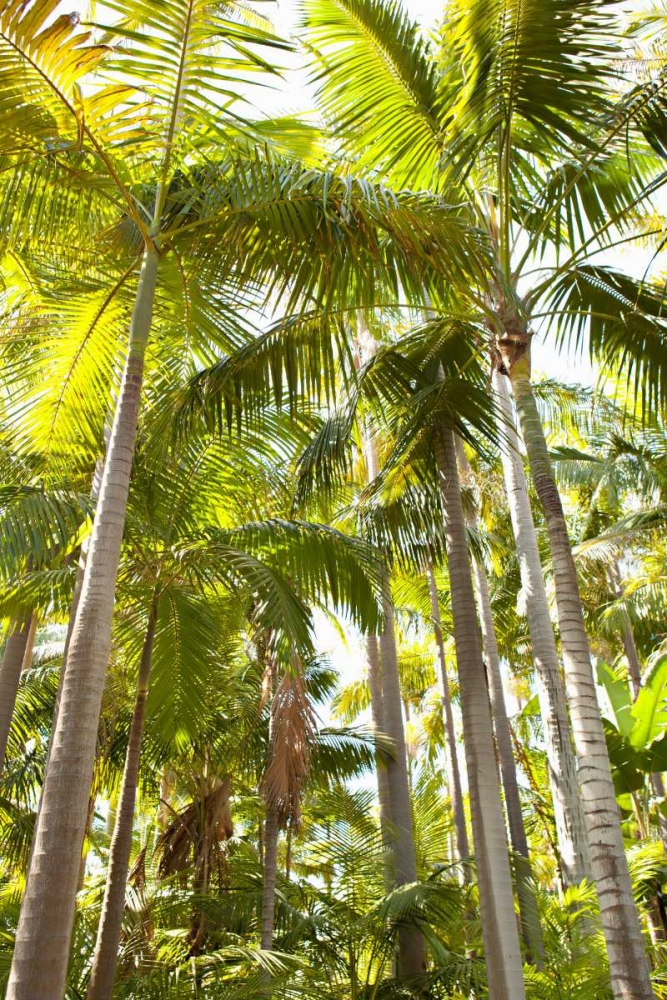 Tropical Oasis I art print by Karyn Millet for $57.95 CAD