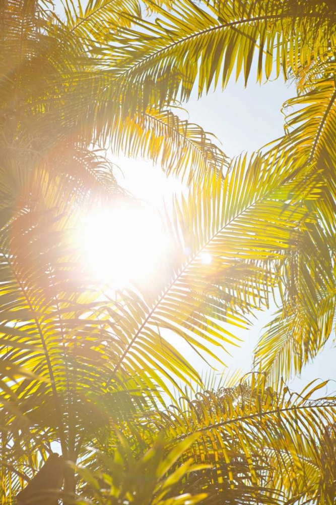 Tropical Oasis II art print by Karyn Millet for $57.95 CAD
