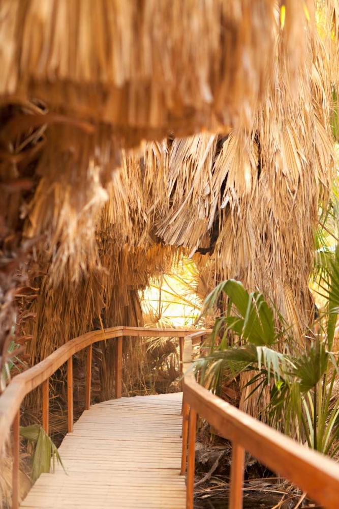 Palm Pathway I art print by Karyn Millet for $57.95 CAD