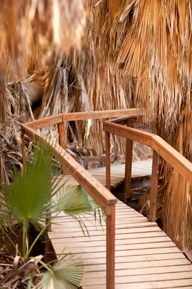 Palm Pathway II art print by Karyn Millet for $57.95 CAD