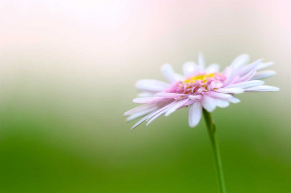 Macro Bloom III art print by Karyn Millet for $57.95 CAD