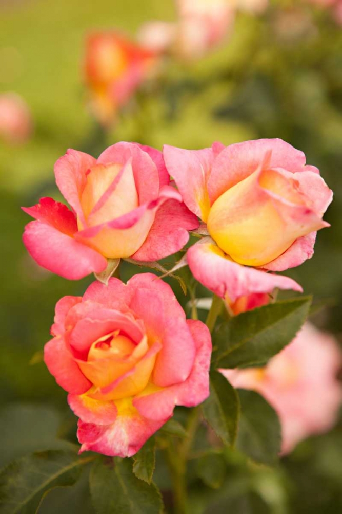 Rose Garden II art print by Karyn Millet for $57.95 CAD