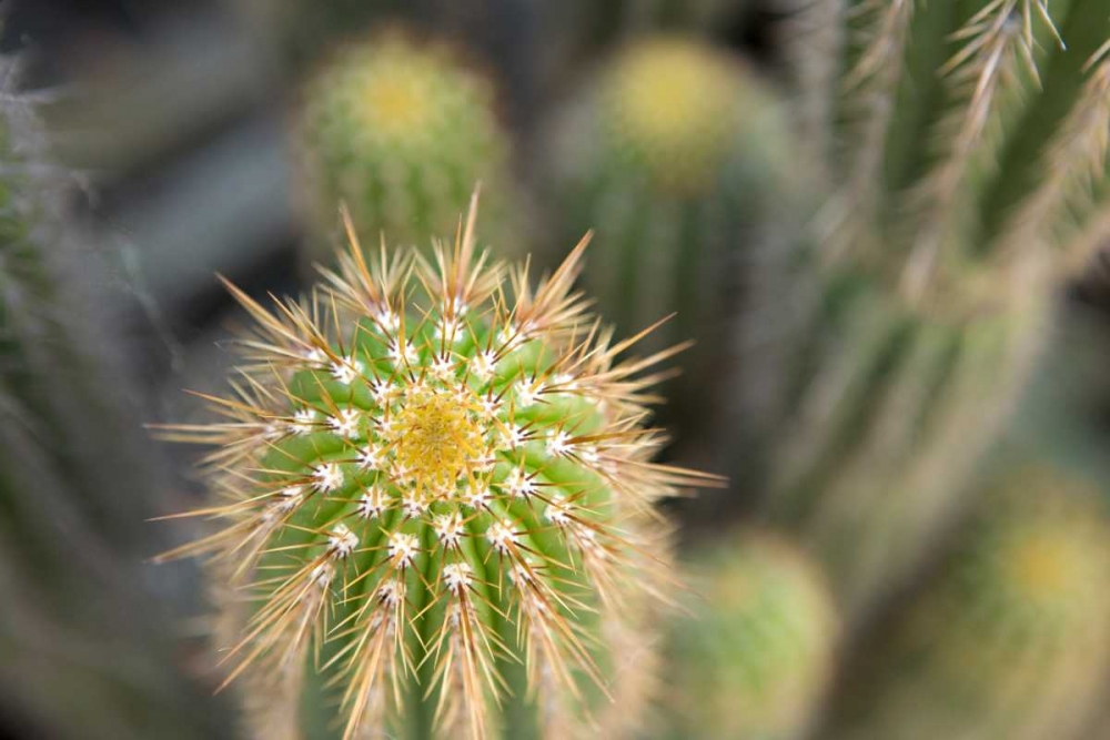 Cactus I art print by Karyn Millet for $57.95 CAD