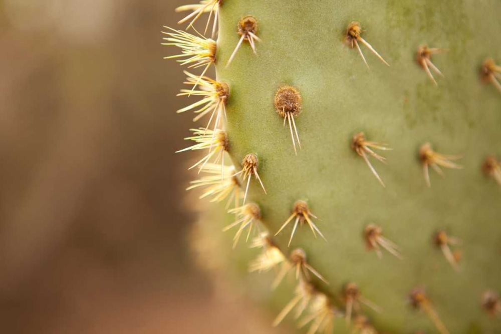 Cactus II art print by Karyn Millet for $57.95 CAD
