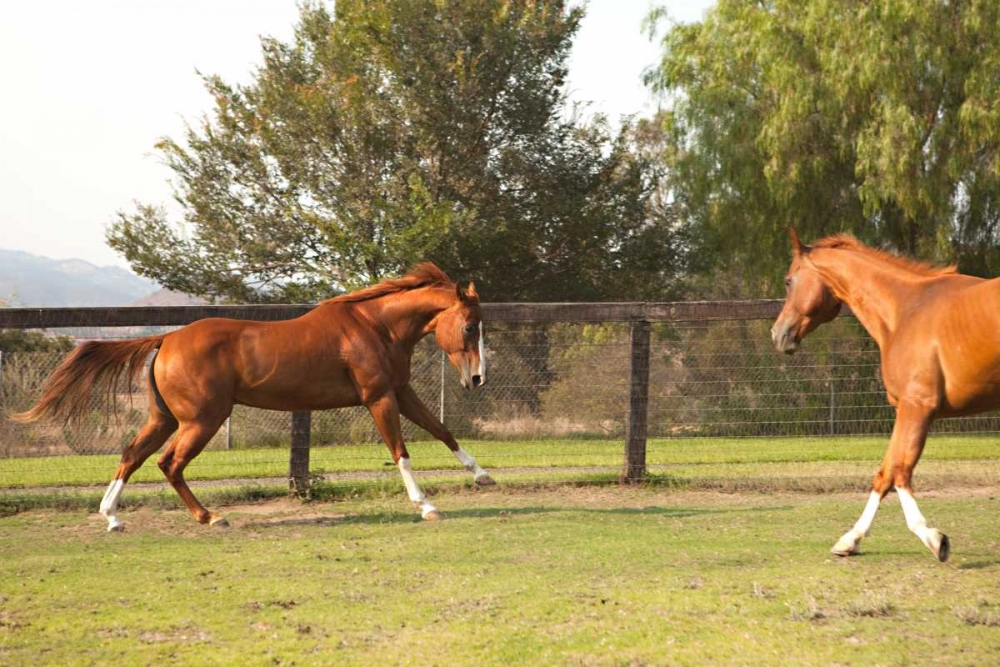 Horse Play II art print by Karyn Millet for $57.95 CAD