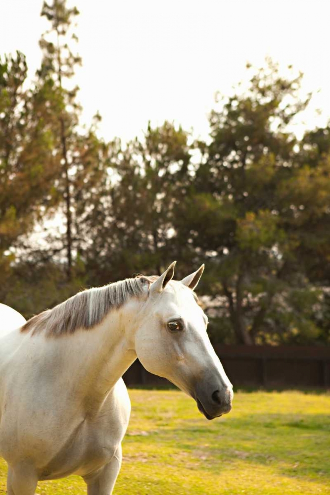 White Horse art print by Karyn Millet for $57.95 CAD