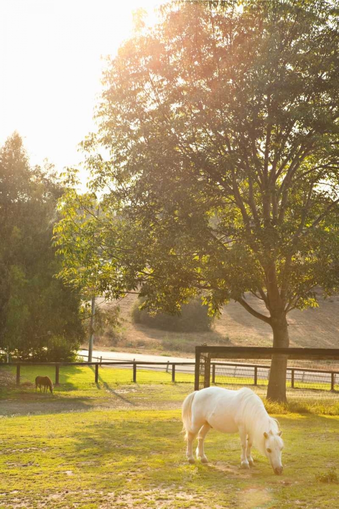 White Pony art print by Karyn Millet for $57.95 CAD