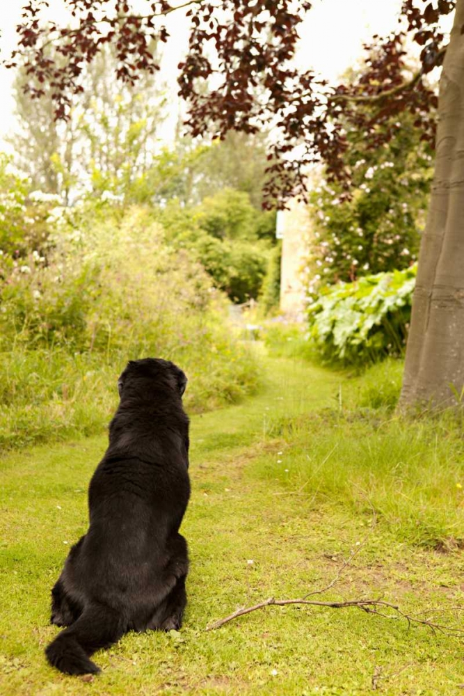 Watch Dog art print by Karyn Millet for $57.95 CAD