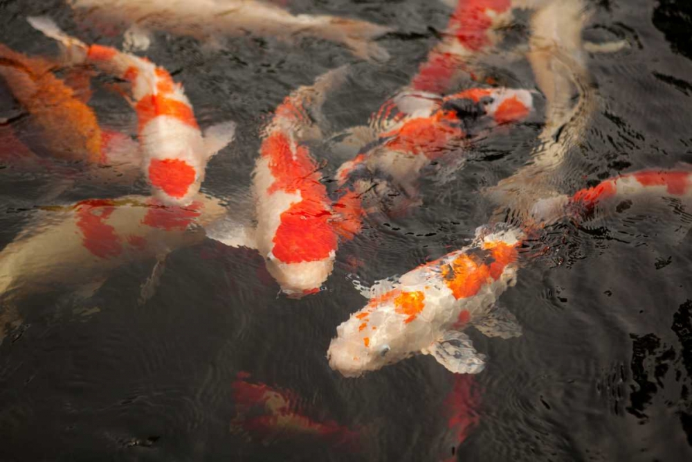 Koi I art print by Karyn Millet for $57.95 CAD