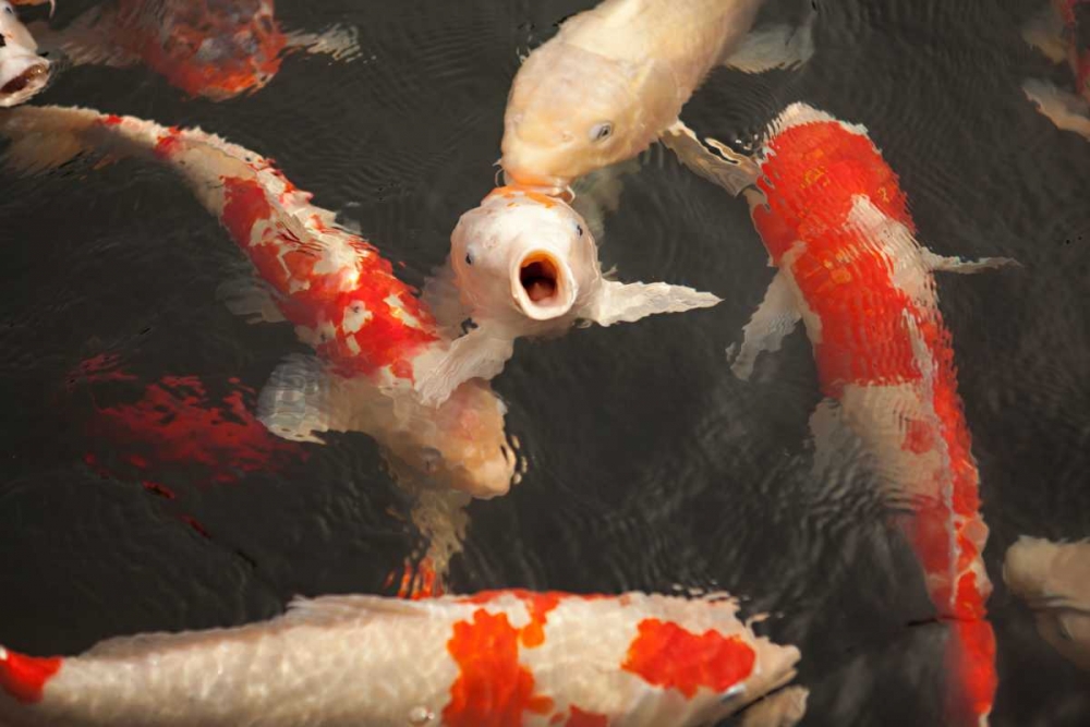 Koi II art print by Karyn Millet for $57.95 CAD