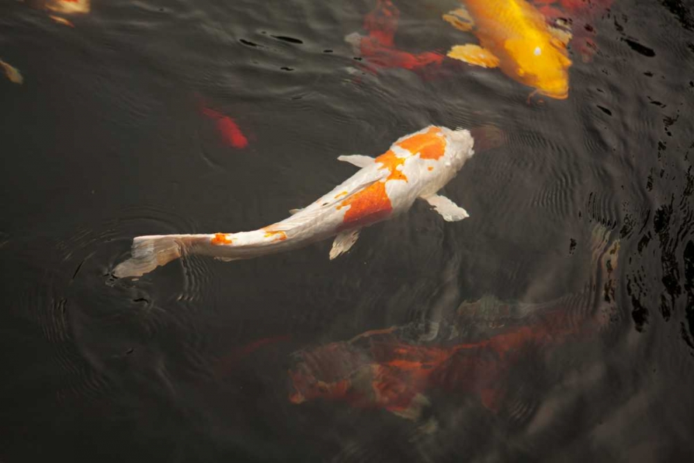Koi III art print by Karyn Millet for $57.95 CAD