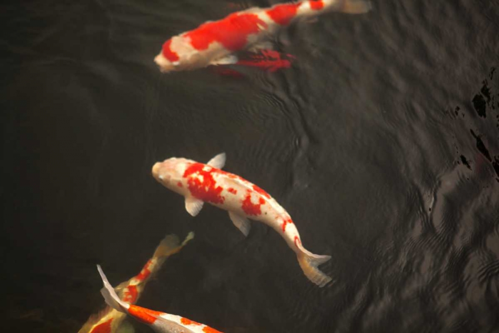 Koi IV art print by Karyn Millet for $57.95 CAD