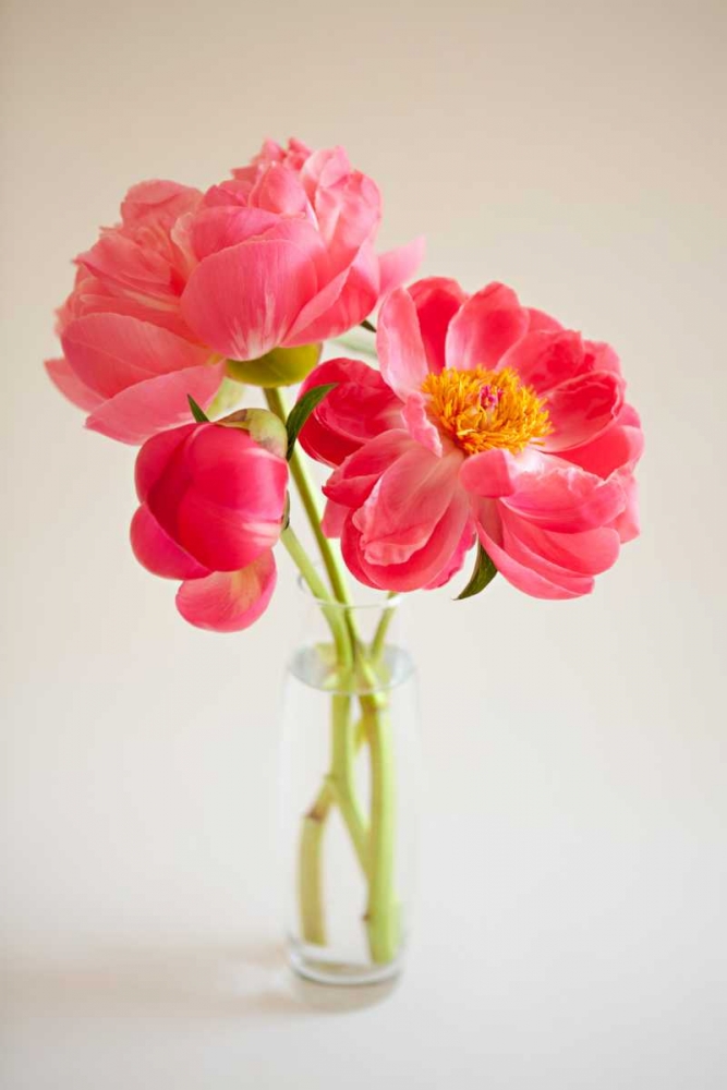 Pink Peonies in Vase II art print by Karyn Millet for $57.95 CAD