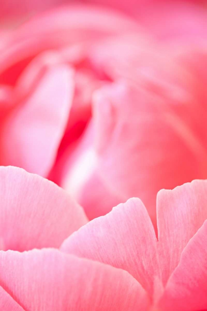Pink Peony I art print by Karyn Millet for $57.95 CAD