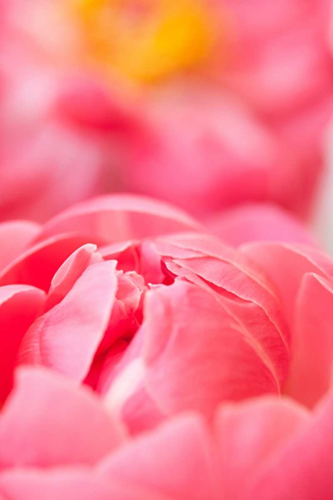 Pink Peony II art print by Karyn Millet for $57.95 CAD