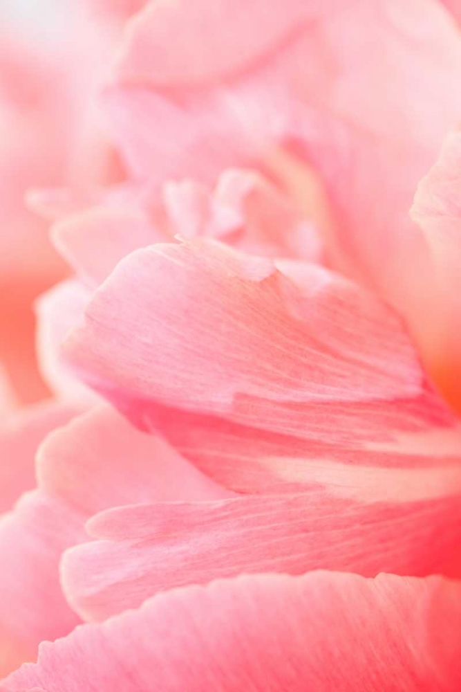 Pink Peony III art print by Karyn Millet for $57.95 CAD