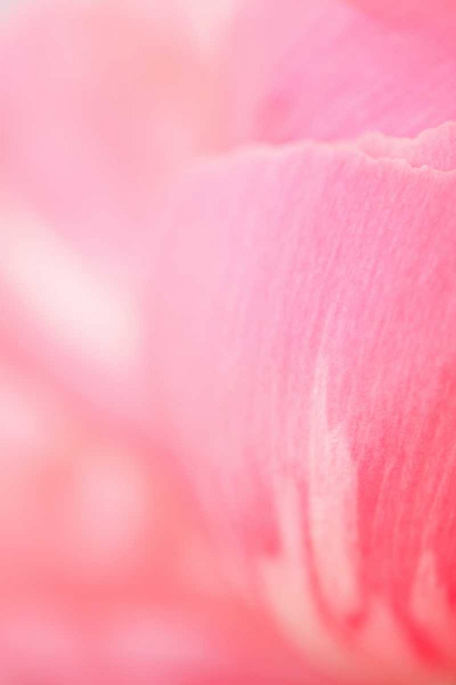 Pink Peony IV art print by Karyn Millet for $57.95 CAD
