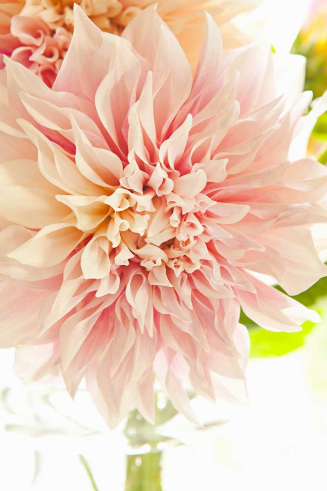 Pink Dahlia I art print by Karyn Millet for $57.95 CAD
