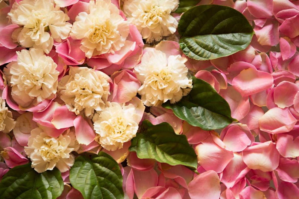 Pink Petals I art print by Karyn Millet for $57.95 CAD