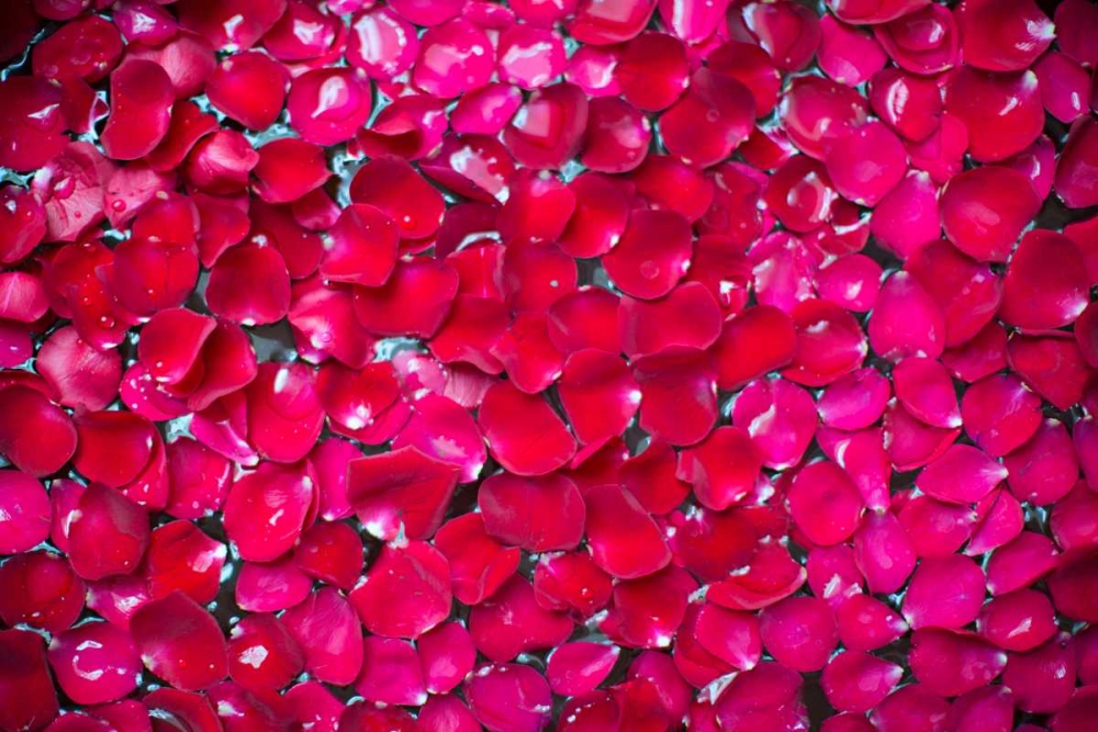 Pink Petals II art print by Karyn Millet for $57.95 CAD