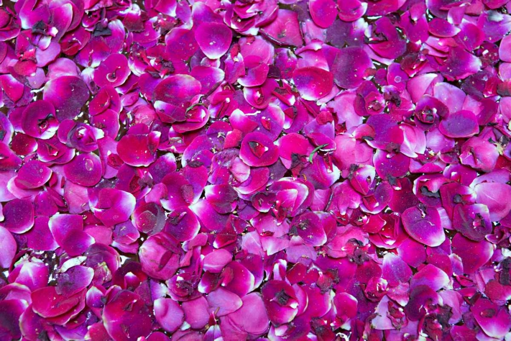 Pink Petals III art print by Karyn Millet for $57.95 CAD