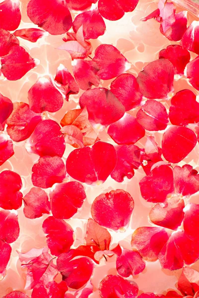 Pink Petals Abstract art print by Karyn Millet for $57.95 CAD