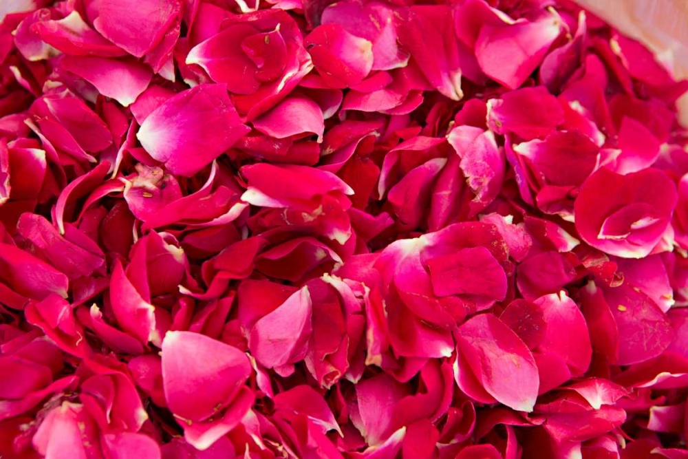 Pink Petals IV art print by Karyn Millet for $57.95 CAD