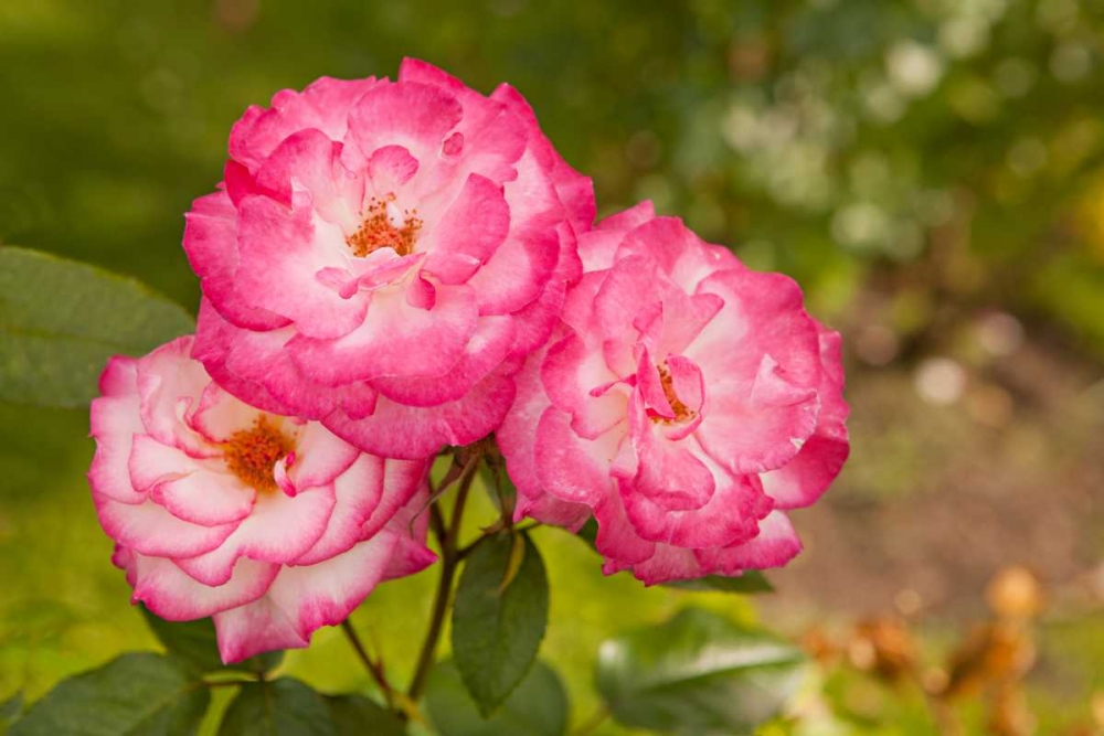 Rose Bush II art print by Karyn Millet for $57.95 CAD