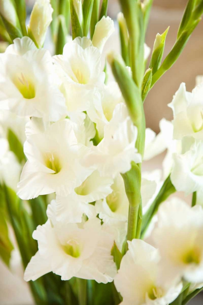Gladiolus art print by Karyn Millet for $57.95 CAD